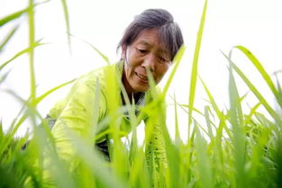开州特产开州区九龙山大米 新米 农家纯天然有机米 拒绝使用除草剂,坚持人工除草,不打农药 限量500