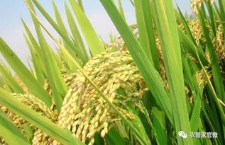 水稻会成为下一个玉米 收购价下调释放了哪些信号