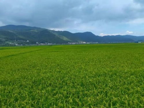 永胜县顺州镇 依托蔓谷稻打造精品稻米品牌
