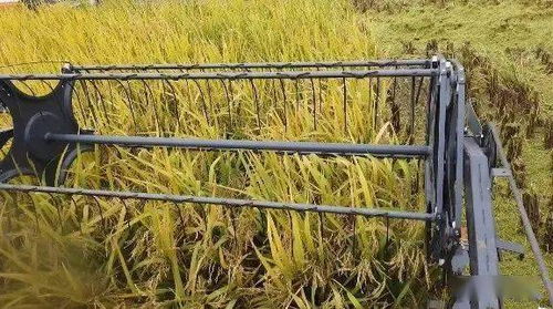 我县顺利通过全国绿色食品原料 水稻 标准化生产基地创建验收