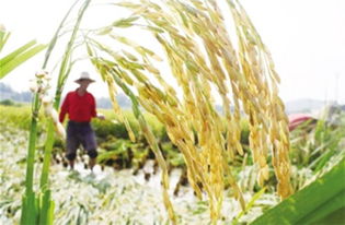 见证一粒米的生命全程 深加工稻米业的发展之路