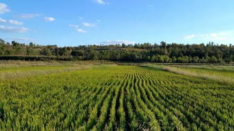 全国首个水稻食品安全追溯系统落户内蒙古
